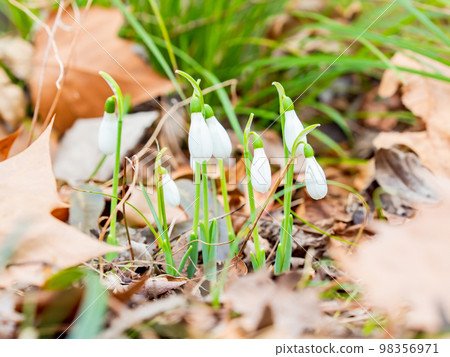 從落葉中萌芽的可愛巨型雪花蓮花 從落葉中萌芽的可愛巨型雪花蓮花 98356971