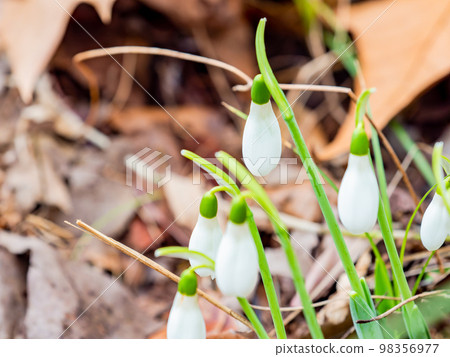 Cute giant snowdrop flowers sprouting from fallen leaves 98356977