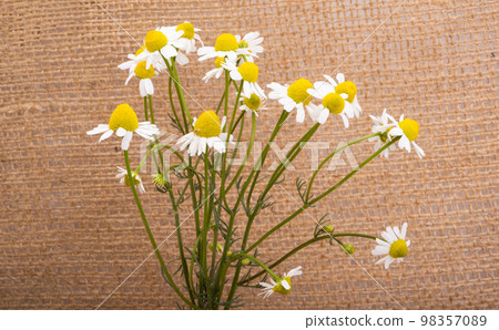 medical chamomile medical chamomile 98357089