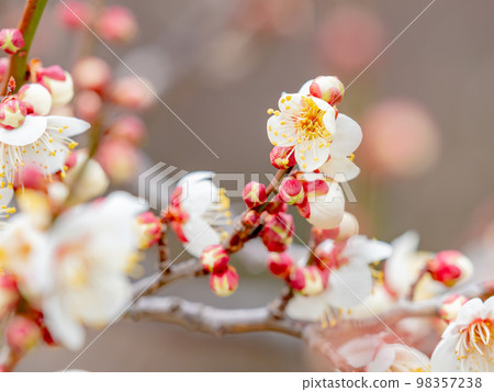 Beautiful plum blossoms beginning to bloom in the New Year White plum blossoms Beautiful plum blossoms beginning to bloom in the New Year White plum blossoms 98357238