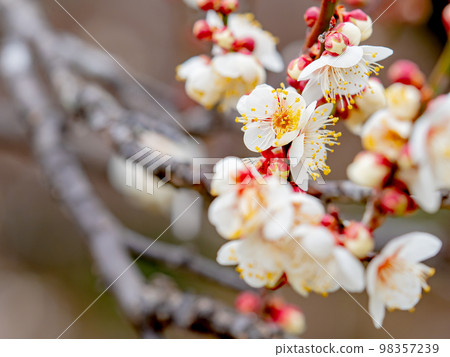 Beautiful plum blossoms beginning to bloom in the New Year White plum blossoms Beautiful plum blossoms beginning to bloom in the New Year White plum blossoms 98357239