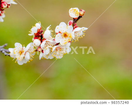 Beautiful plum blossoms beginning to bloom in the New Year White plum blossoms Beautiful plum blossoms beginning to bloom in the New Year White plum blossoms 98357240
