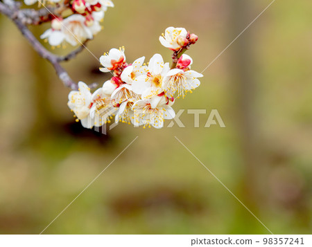 Beautiful plum blossoms beginning to bloom in the New Year White plum blossoms Beautiful plum blossoms beginning to bloom in the New Year White plum blossoms 98357241