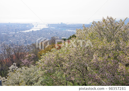德島縣 從眉山看櫻花、衝須、津田和昭和町 德島縣 從眉山看櫻花、衝須、津田和昭和町 98357281