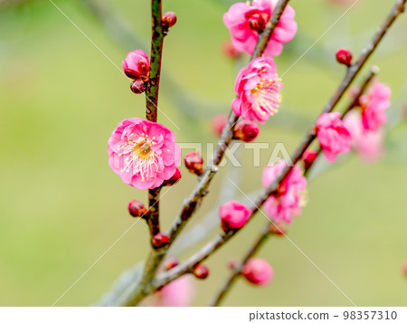美麗的梅花在新年開始綻放，紅色的梅花 98357310