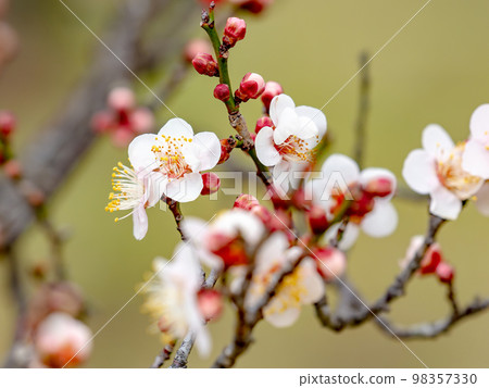 Beautiful plum blossoms beginning to bloom in the New Year White plum blossoms Beautiful plum blossoms beginning to bloom in the New Year White plum blossoms 98357330
