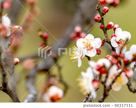 Beautiful plum blossoms beginning to bloom in the New Year White plum blossoms Beautiful plum blossoms beginning to bloom in the New Year White plum blossoms 98357331