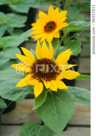 Helianthus annuus, small and potted sunflowers. small flower size Helianthus annuus, small and potted sunflowers. small flower size 98357811