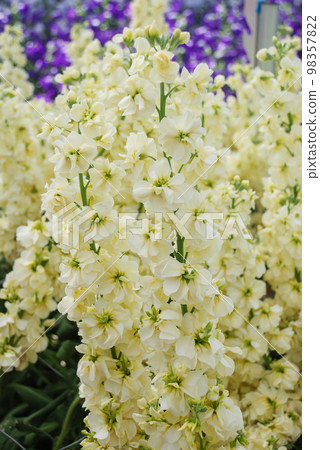 Matthiola incana flower, stock flowers, cut flowers in the nursery, full bloom 98357822