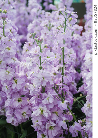 Matthiola incana flower, stock flowers, cut flowers in the nursery, full bloom 98357824