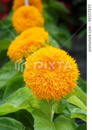 Helianthus annuus, small and potted sunflowers. small flower size Helianthus annuus, small and potted sunflowers. small flower size 98357835