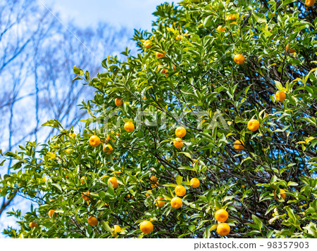 Cute Tachibana fruit that grows abundantly even in the New Year Cute Tachibana fruit that grows abundantly even in the New Year 98357903