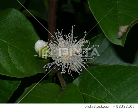 Close up of Guava flower. 98358105