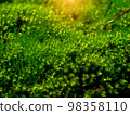 Macro of green frok moss on the groung in rain forest. Macro of green frok moss on the groung in rain forest. 98358110