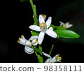 Orange tree flowers on a branch with dark background. Orange tree flowers on a branch with dark background. 98358111
