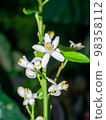 Orange tree flowers on a branch with dark background. Orange tree flowers on a branch with dark background. 98358112