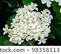 Close up White Orange Jasmine or China Box flower with leaf background. Close up White Orange Jasmine or China Box flower with leaf background. 98358113