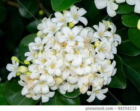 Close up White Orange Jasmine or China Box flower with leaf background. Close up White Orange Jasmine or China Box flower with leaf background. 98358113