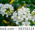 Close up White Orange Jasmine or China Box flower with leaf background. Close up White Orange Jasmine or China Box flower with leaf background. 98358114