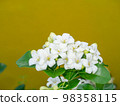 Close up White Orange Jasmine or China Box flower with leaf on yellow background. Close up White Orange Jasmine or China Box flower with leaf on yellow background. 98358115
