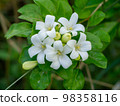 Close up White Orange Jasmine or China Box flower with leaf background. Close up White Orange Jasmine or China Box flower with leaf background. 98358116
