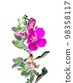 Close up Ash Plant, Barometer Brush, Purple Sage, Texas Ranger flower with leaves on white background. Close up Ash Plant, Barometer Brush, Purple Sage, Texas Ranger flower with leaves on white background. 98358117