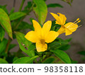 Close up yellow Porcupine flower with leaf. Close up yellow Porcupine flower with leaf. 98358118