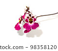 Close up Oncidium orchid flower with soft shadow on white background. Close up Oncidium orchid flower with soft shadow on white background. 98358120