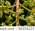 Close up of mango flower on branch. Close up of mango flower on branch. 98358121