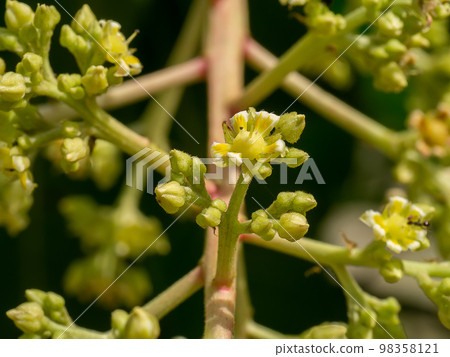 Close up of mango flower on branch. Close up of mango flower on branch. 98358121