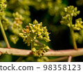Close up of mango flower on branch. Close up of mango flower on branch. 98358123