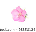 Close up Pink dombeya flower on white background. Close up Pink dombeya flower on white background. 98358124
