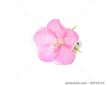 Close up Pink dombeya flower on white background. Close up Pink dombeya flower on white background. 98358124
