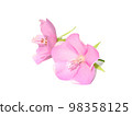 Close up Pink dombeya flower on white background. Close up Pink dombeya flower on white background. 98358125