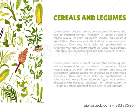 Organic Cereals and Legume Banner Design with Growing Crops and Plant Vector Template Organic Cereals and Legume Banner Design with Growing Crops and Plant Vector Template 98358586