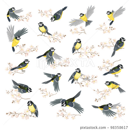 Tit Bird with Black Head and White Cheeks Flying and Sitting on Apple Blossom Branch Vector Set 98358617