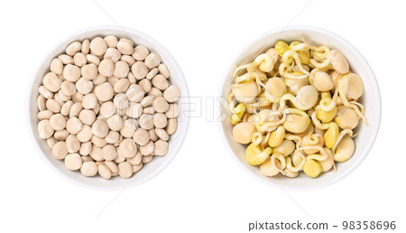 Dried sweet lupin beans and fresh sprouts, in white bowls. Lupinus albus, also known as field lupine or white lupine, with low content of antinutrients, used as a protein source and meat alternative. 98358696