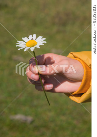 woman's hand hold one chamomile flower in green field in summer, close-up woman's hand hold one chamomile flower in green field in summer, close-up 98358835