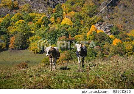 Close-up of two cows standing on a green field overlooking the autumn forest 98358836