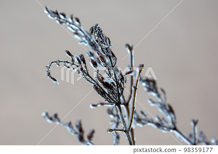Icicles on icy tree branches. temperature swing season and winter weather in autumn Icicles on icy tree branches. temperature swing season and winter weather in autumn 98359177