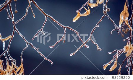 Icicles on the ice branches of a linden tree. season of temperature changes  98359290