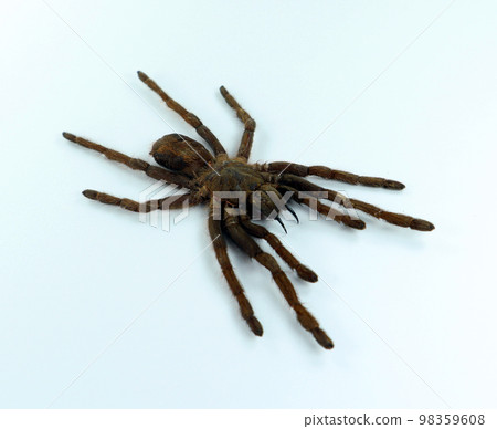 Giant black spider tarantula isolated on white. Erypelma spinius macro close up, arachnidae, collection insect, horror, halloween 98359608
