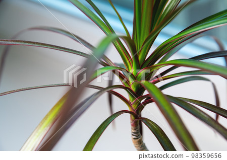 close-up of dracaena leaves on a white background of a windowsill in a house or office, indoor tropical plant close-up of dracaena leaves on a white background of a windowsill in a house or office, indoor tropical plant 98359656
