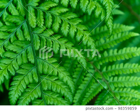 Beautiful leaves of a fern. Dense foliage. Green plant in close up Beautiful leaves of a fern. Dense foliage. Green plant in close up 98359859