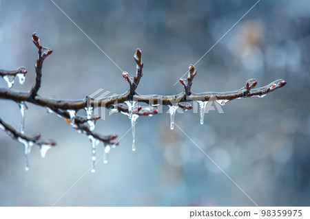 Icicles on icy tree branches. temperature swing season and winter weather in autumn Icicles on icy tree branches. temperature swing season and winter weather in autumn 98359975