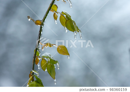 Icicles on icy branches and green leaves of trees. season of temperature Icicles on icy branches and green leaves of trees. season of temperature 98360159