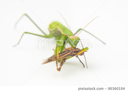 praying mantis eats a grasshopper close-up on a white background 98360184