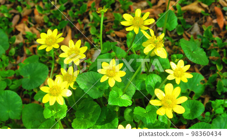 風景與鮮花 風景與鮮花 98360434