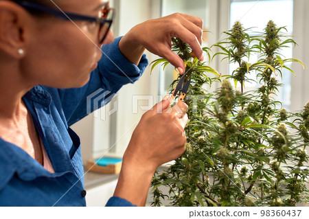 Brunette woman caring for cannabis bush at home, pruning leaves closeup Brunette woman caring for cannabis bush at home, pruning leaves closeup 98360437