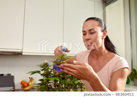 A woman grows a cannabis bush at home, processes the leaves, a disease of the bushes. cannabis for medicinal purposes A woman grows a cannabis bush at home, processes the leaves, a disease of the bushes. cannabis for medicinal purposes 98360453